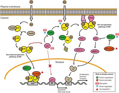 Altered Circadian Rhythms and Breast Cancer: From the Human to the Molecular Level